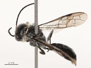  ( - CBG-B01645-B11)  @11 [ ] CreativeCommons - Attribution Share - Alike (2025) CBG Photography Group Centre for Biodiversity Genomics