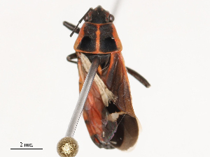  ( - CBG-B01645-C02)  @11 [ ] CreativeCommons - Attribution Share - Alike (2025) CBG Photography Group Centre for Biodiversity Genomics