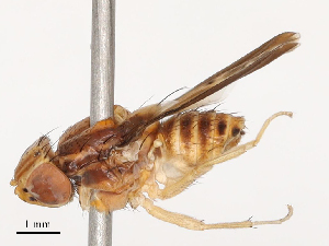  ( - CBG-B01664-A06)  @11 [ ] CreativeCommons - Attribution Share - Alike (2025) CBG Photography Group Centre for Biodiversity Genomics