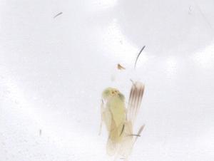  ( - CBG-B01668-E12)  @11 [ ] CreativeCommons - Attribution Share - Alike (2025) Centre for Biodiversity Genomics Centre for Biodiversity Genomics