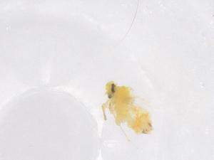  ( - CBG-B01670-C07)  @11 [ ] CreativeCommons - Attribution Share - Alike (2025) Centre for Biodiversity Genomics Centre for Biodiversity Genomics