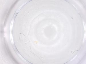  ( - CBG-B01670-D10)  @11 [ ] CreativeCommons - Attribution Share - Alike (2025) Centre for Biodiversity Genomics Centre for Biodiversity Genomics