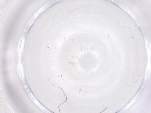  ( - CBG-B01670-E03)  @11 [ ] CreativeCommons - Attribution Share - Alike (2025) Centre for Biodiversity Genomics Centre for Biodiversity Genomics