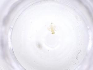  ( - CBG-B01671-C01)  @11 [ ] CreativeCommons - Attribution Share - Alike (2025) Centre for Biodiversity Genomics Centre for Biodiversity Genomics