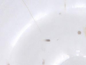  ( - CBG-B01671-D04)  @11 [ ] CreativeCommons - Attribution Share - Alike (2025) Centre for Biodiversity Genomics Centre for Biodiversity Genomics