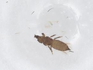  ( - CBG-B01672-D07)  @11 [ ] CreativeCommons - Attribution Share - Alike (2025) Centre for Biodiversity Genomics Centre for Biodiversity Genomics