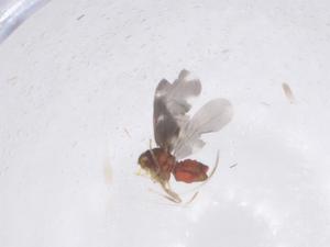  ( - CBG-B01708-E03)  @11 [ ] CreativeCommons - Attribution Share - Alike (2025) Centre for Biodiversity Genomics Centre for Biodiversity Genomics