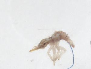  ( - CBG-B01709-A12)  @11 [ ] CreativeCommons - Attribution Share - Alike (2025) Centre for Biodiversity Genomics Centre for Biodiversity Genomics