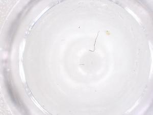  ( - CBG-B02074-F02)  @11 [ ] CreativeCommons - Attribution Share - Alike (2025) Centre for Biodiversity Genomics Centre for Biodiversity Genomics