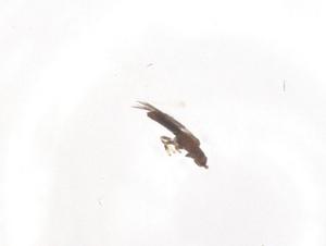  ( - CBG-B02074-H01)  @11 [ ] CreativeCommons - Attribution Share - Alike (2025) Centre for Biodiversity Genomics Centre for Biodiversity Genomics