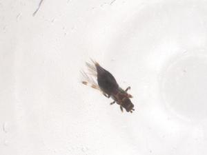  ( - CBG-B02074-H02)  @11 [ ] CreativeCommons - Attribution Share - Alike (2025) Centre for Biodiversity Genomics Centre for Biodiversity Genomics