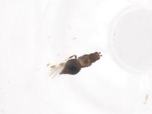  ( - CBG-B02074-H07)  @11 [ ] CreativeCommons - Attribution Share - Alike (2025) Centre for Biodiversity Genomics Centre for Biodiversity Genomics