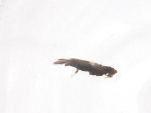  ( - CBG-B02074-H08)  @11 [ ] CreativeCommons - Attribution Share - Alike (2025) Centre for Biodiversity Genomics Centre for Biodiversity Genomics