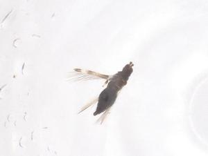  ( - CBG-B02074-H10)  @11 [ ] CreativeCommons - Attribution Share - Alike (2025) Centre for Biodiversity Genomics Centre for Biodiversity Genomics