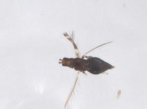  ( - CBG-B02075-A02)  @11 [ ] CreativeCommons - Attribution Share - Alike (2025) Centre for Biodiversity Genomics Centre for Biodiversity Genomics