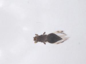  ( - CBG-B02075-A03)  @11 [ ] CreativeCommons - Attribution Share - Alike (2025) Centre for Biodiversity Genomics Centre for Biodiversity Genomics