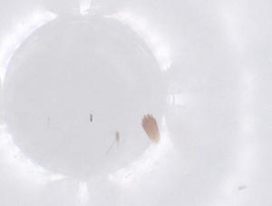  ( - CBG-B02075-D08)  @11 [ ] CreativeCommons - Attribution Share - Alike (2025) Centre for Biodiversity Genomics Centre for Biodiversity Genomics