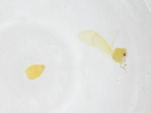  ( - CBG-B02078-A02)  @11 [ ] CreativeCommons - Attribution Share - Alike (2025) Centre for Biodiversity Genomics Centre for Biodiversity Genomics