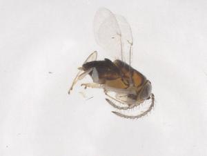  ( - CBG-B02079-B02)  @11 [ ] CreativeCommons - Attribution Share - Alike (2025) Centre for Biodiversity Genomics Centre for Biodiversity Genomics