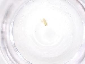  ( - CBG-B02240-F01)  @11 [ ] CreativeCommons - Attribution Share - Alike (2025) Centre for Biodiversity Genomics Centre for Biodiversity Genomics