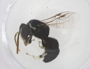  ( - CBG-B02242-A01)  @11 [ ] CreativeCommons - Attribution Share - Alike (2025) Centre for Biodiversity Genomics Centre for Biodiversity Genomics