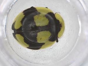  ( - CBG-B02259-F12)  @11 [ ] CreativeCommons - Attribution Share - Alike (2025) Centre for Biodiversity Genomics Centre for Biodiversity Genomics