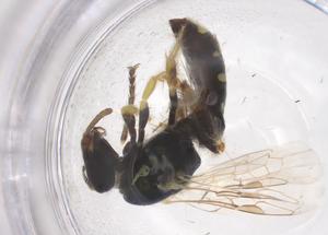  ( - CBG-B02260-H10)  @11 [ ] CreativeCommons - Attribution Share - Alike (2025) Centre for Biodiversity Genomics Centre for Biodiversity Genomics