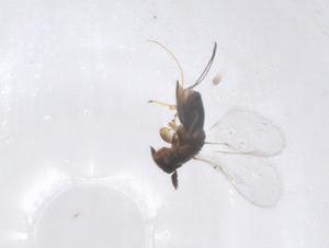  ( - CBG-B02822-C02)  @11 [ ] CreativeCommons - Attribution Share - Alike (2025) Centre for Biodiversity Genomics Centre for Biodiversity Genomics