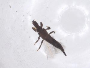  ( - CBG-B02822-F09)  @11 [ ] CreativeCommons - Attribution Share - Alike (2025) Centre for Biodiversity Genomics Centre for Biodiversity Genomics