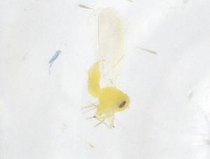  ( - CBG-B02823-H03)  @11 [ ] CreativeCommons - Attribution Share - Alike (2025) Centre for Biodiversity Genomics Centre for Biodiversity Genomics