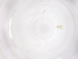  ( - CBG-B02827-A10)  @11 [ ] CreativeCommons - Attribution Share - Alike (2025) Centre for Biodiversity Genomics Centre for Biodiversity Genomics