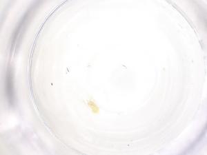  ( - CBG-B02827-H01)  @11 [ ] CreativeCommons - Attribution Share - Alike (2025) Centre for Biodiversity Genomics Centre for Biodiversity Genomics