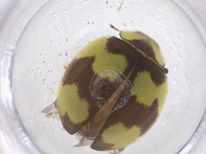  ( - CBG-B02828-F01)  @11 [ ] CreativeCommons - Attribution Share - Alike (2025) Centre for Biodiversity Genomics Centre for Biodiversity Genomics