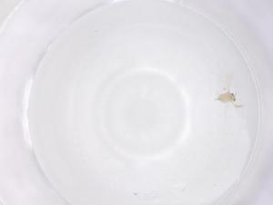  ( - CBG-B02891-A08)  @11 [ ] CreativeCommons - Attribution Share - Alike (2025) Centre for Biodiversity Genomics Centre for Biodiversity Genomics