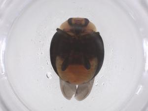  ( - CBG-B02891-B12)  @11 [ ] CreativeCommons - Attribution Share - Alike (2025) Centre for Biodiversity Genomics Centre for Biodiversity Genomics