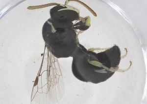  ( - CBG-B02916-B07)  @11 [ ] CreativeCommons - Attribution Share - Alike (2025) Centre for Biodiversity Genomics Centre for Biodiversity Genomics