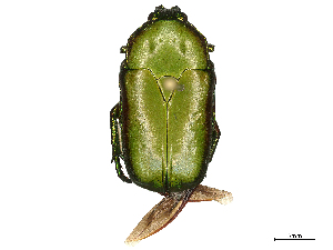  ( - CBG-B04135-G01)  @11 [ ] CreativeCommons - Attribution Share - Alike (2025) CBG Photography Group Centre for Biodiversity Genomics
