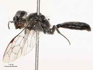  ( - CBG-B04135-H03)  @11 [ ] CreativeCommons - Attribution Share - Alike (2025) CBG Photography Group Centre for Biodiversity Genomics