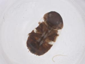  ( - CBG-B20970-A10)  @11 [ ] CreativeCommons - Attribution Share - Alike (2025) Centre for Biodiversity Genomics Centre for Biodiversity Genomics