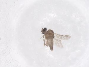  ( - CBG-B21197-F10)  @11 [ ] CreativeCommons - Attribution Share - Alike (2025) Centre for Biodiversity Genomics Centre for Biodiversity Genomics