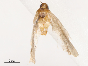  ( - CBG-B21240-A11)  @11 [ ] CreativeCommons - Attribution Share - Alike (2025) CBG Photography Group Centre for Biodiversity Genomics