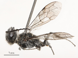  ( - CBG-B21240-D03)  @11 [ ] CreativeCommons - Attribution Share - Alike (2025) CBG Photography Group Centre for Biodiversity Genomics