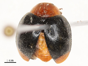  ( - CBG-B21240-E07)  @11 [ ] CreativeCommons - Attribution Share - Alike (2025) CBG Photography Group Centre for Biodiversity Genomics