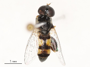  ( - CBG-B21240-F09)  @11 [ ] CreativeCommons - Attribution Share - Alike (2025) CBG Photography Group Centre for Biodiversity Genomics