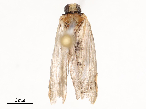  ( - CBG-B21240-G01)  @11 [ ] CreativeCommons - Attribution Share - Alike (2025) CBG Photography Group Centre for Biodiversity Genomics