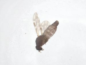  ( - CBG-B21356-C01)  @11 [ ] CreativeCommons - Attribution Share - Alike (2025) Centre for Biodiversity Genomics Centre for Biodiversity Genomics