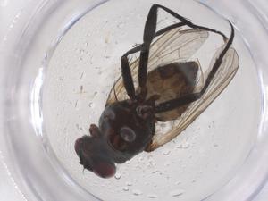  ( - CBG-B21412-G06)  @11 [ ] CreativeCommons - Attribution Share - Alike (2025) Centre for Biodiversity Genomics Centre for Biodiversity Genomics