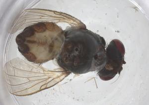  ( - CBG-B21414-H10)  @11 [ ] CreativeCommons - Attribution Share - Alike (2025) Centre for Biodiversity Genomics Centre for Biodiversity Genomics