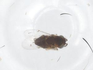  ( - CBG-B21417-H11)  @11 [ ] CreativeCommons - Attribution Share - Alike (2025) Centre for Biodiversity Genomics Centre for Biodiversity Genomics