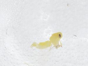  ( - CBG-B21419-E12)  @11 [ ] CreativeCommons - Attribution Share - Alike (2025) Centre for Biodiversity Genomics Centre for Biodiversity Genomics